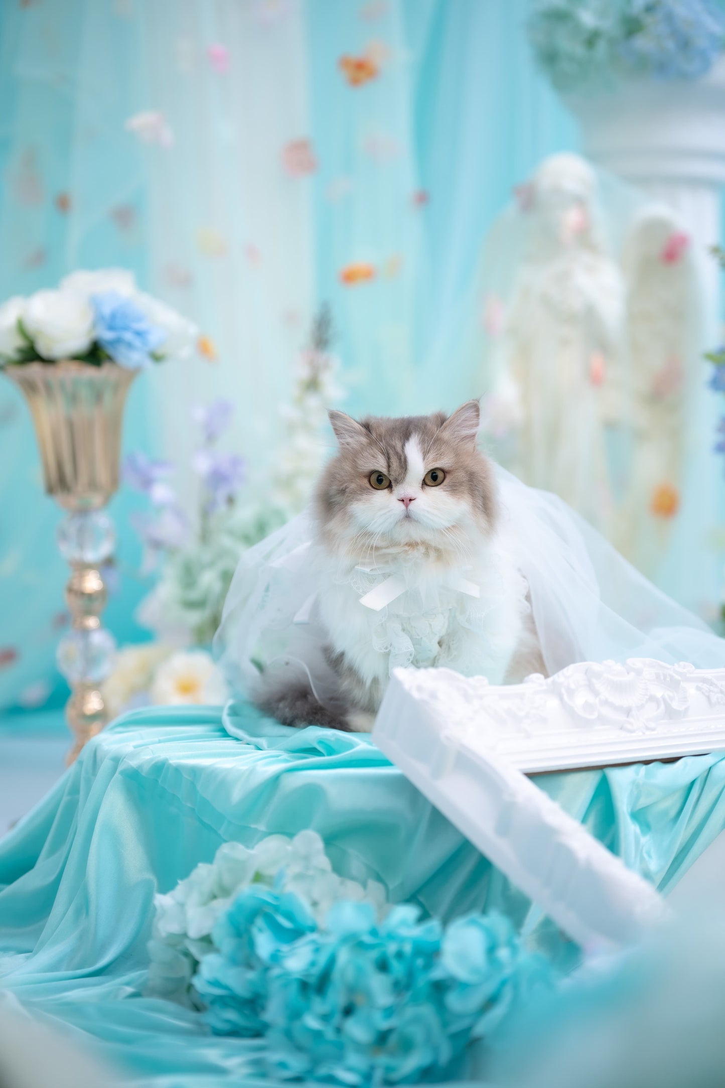 私人訂製寵物攝影佈置Bespoke Pet photography venue setup