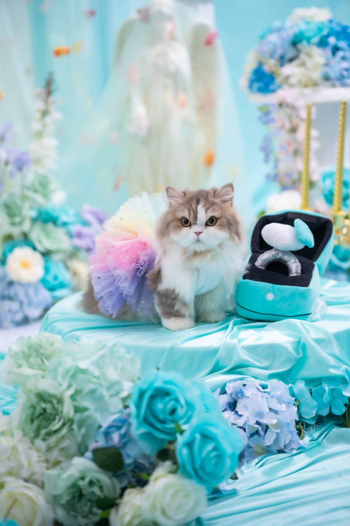 私人訂製寵物攝影佈置Bespoke Pet photography venue setup