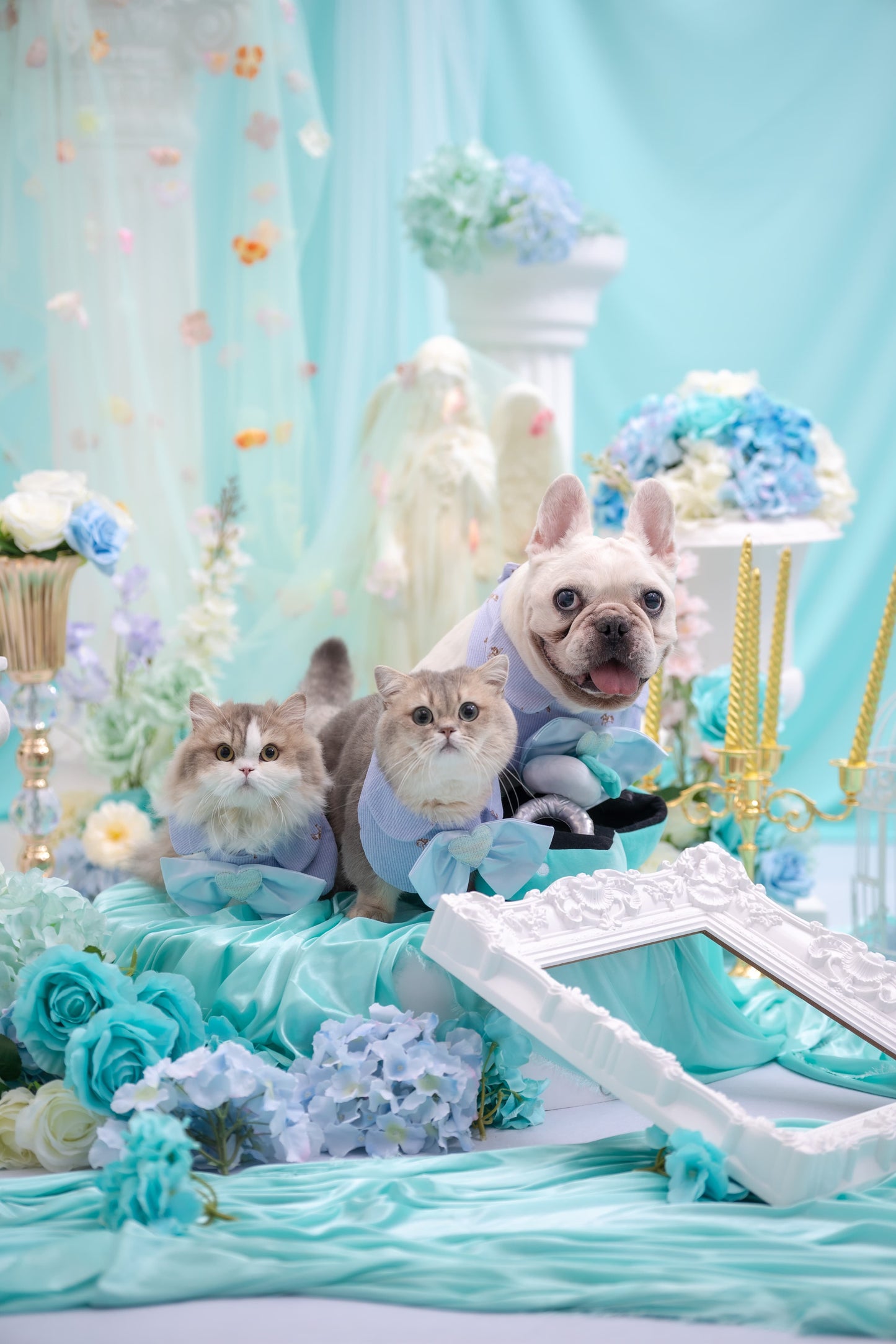 私人訂製寵物攝影佈置Bespoke Pet photography venue setup